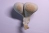 SPONGE: SIPHONIA PYRIFORMIS BIPARTITA  Senonien  Paulmy, 37 - FRANCE