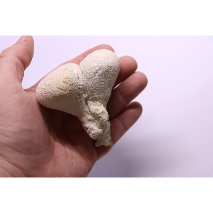 SPONGE: SIPHONIA PYRIFORMIS BIPARTITA  Senonien  Paulmy, 37 - FRANCE