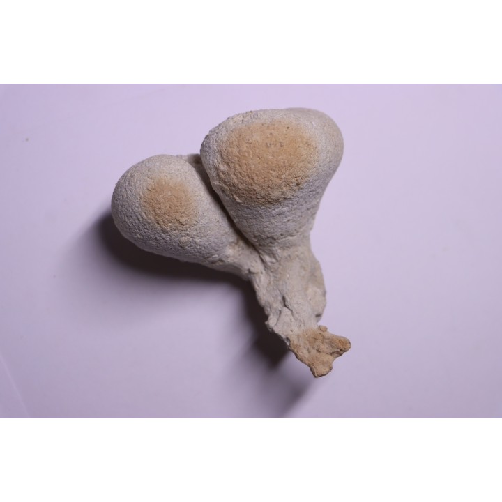 EPONGE: SIPHONIA PYRIFORMIS BIPARTITA  Senonien  Paulmy, 37 - FRANCE