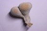 EPONGE: SIPHONIA PYRIFORMIS BIPARTITA  Senonien  Paulmy, 37 - FRANCE