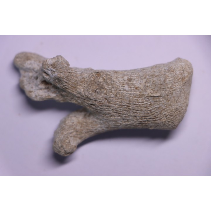 SPONGE: PROKALIAPSIS ARBORESCENS  Senonien  Paulmy, 37 - FRANCE