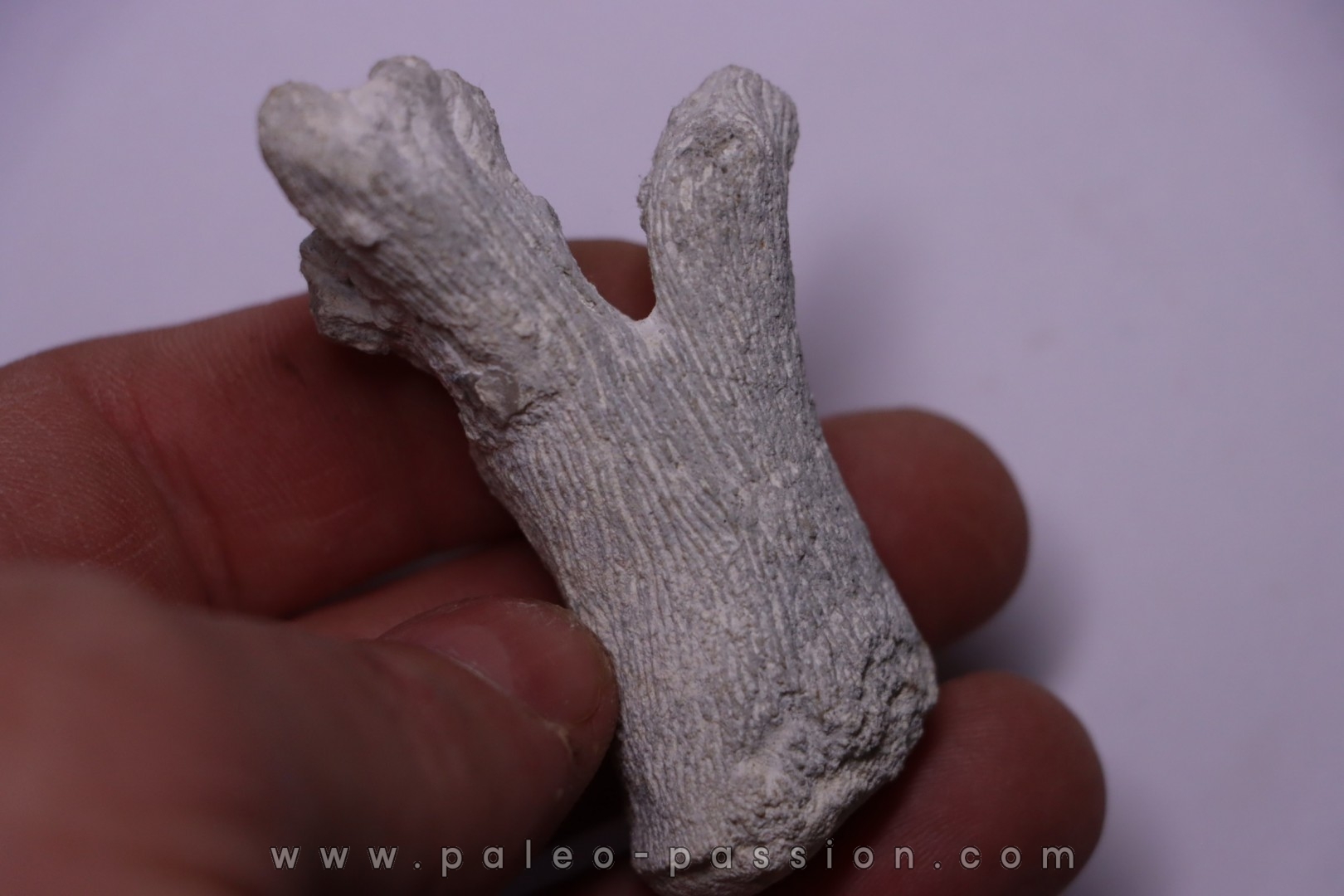 SPONGE: PROKALIAPSIS ARBORESCENS Senonien Paulmy, 37 - FRANCE