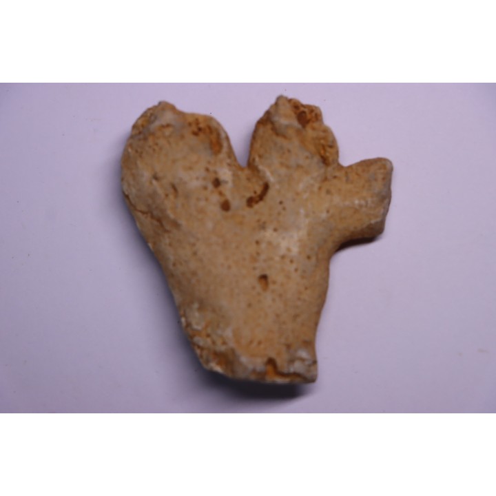 EPONGE: DORYDERMA CYLINDRICA  Senonien  Pauvrelay, 37 - FRANCE