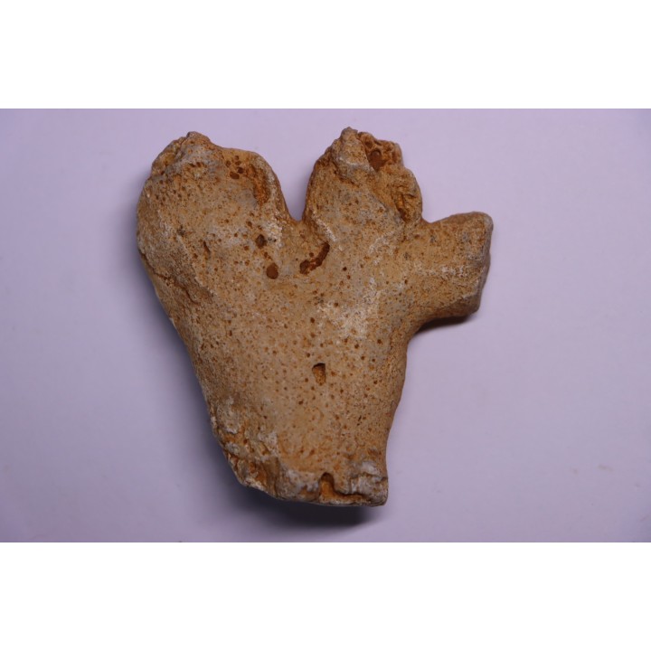 EPONGE: DORYDERMA CYLINDRICA  Senonien  Pauvrelay, 37 - FRANCE