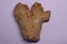 SPONGE: DORYDERMA CYLINDRICA  Senonien  Pauvrelay, 37 - FRANCE