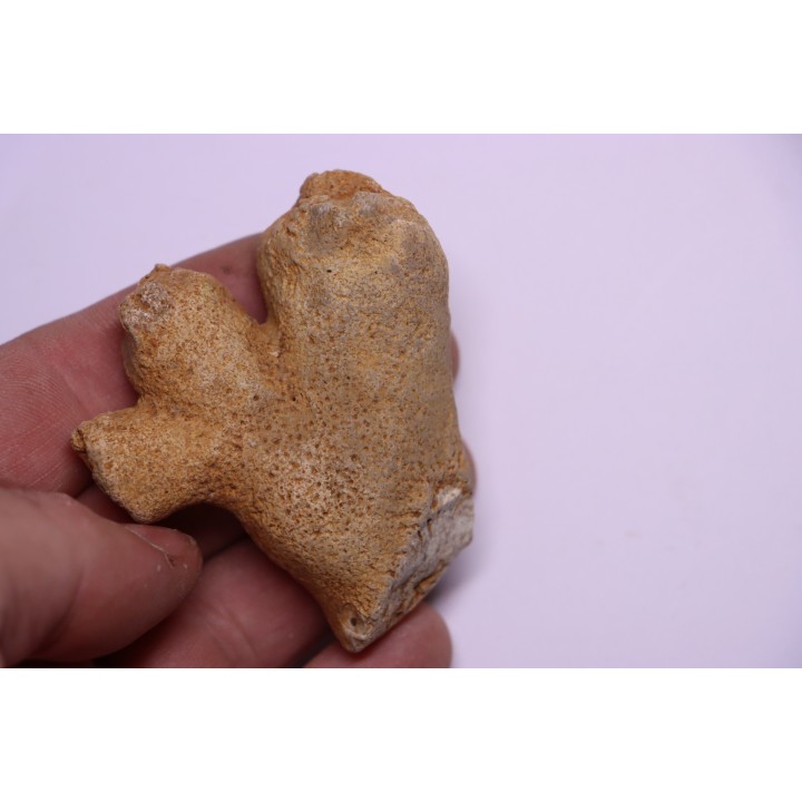 SPONGE: DORYDERMA CYLINDRICA  Senonien  Pauvrelay, 37 - FRANCE