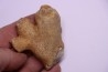 SPONGE: DORYDERMA CYLINDRICA  Senonien  Pauvrelay, 37 - FRANCE