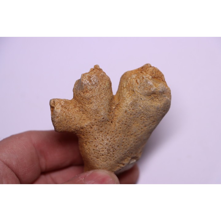 SPONGE: DORYDERMA CYLINDRICA  Senonien  Pauvrelay, 37 - FRANCE