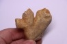 EPONGE: DORYDERMA CYLINDRICA Senonien Pauvrelay, 37 - FRANCE