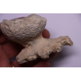 EPONGE: JEREA EXCAVATA  Senonien  Paulmy, 37 - FRANCE