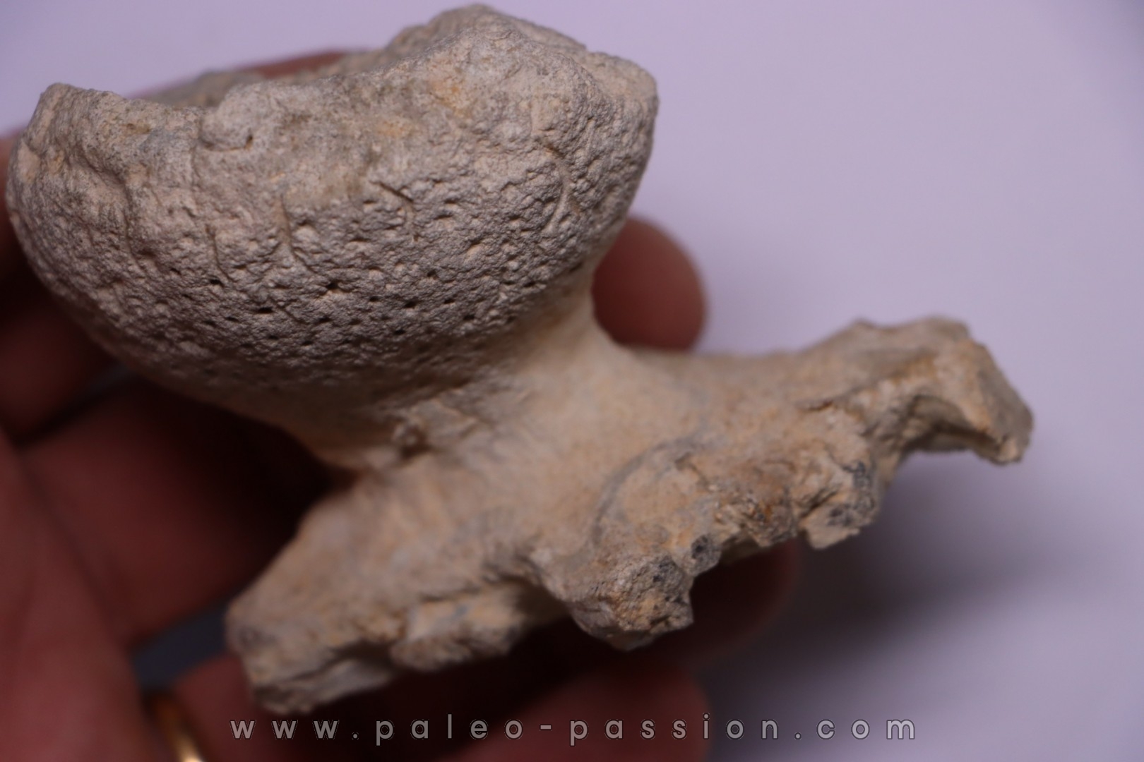 EPONGE: JEREA EXCAVATA Senonien Paulmy, 37 - FRANCE