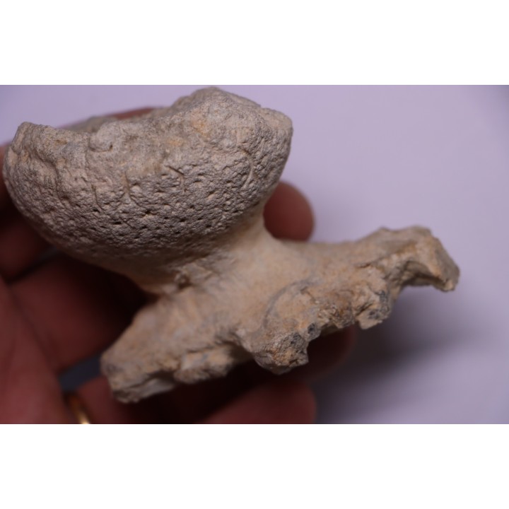 SPONGE: JEREA EXCAVATA  Senonien  Paulmy, 37 - FRANCE