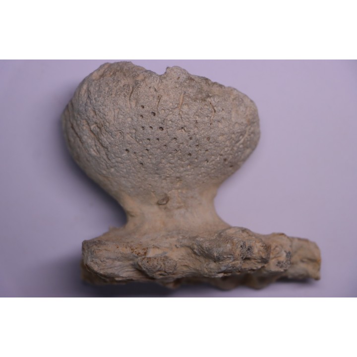 EPONGE: JEREA EXCAVATA  Senonien  Paulmy, 37 - FRANCE