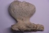 SPONGE: JEREA EXCAVATA  Senonien  Paulmy, 37 - FRANCE