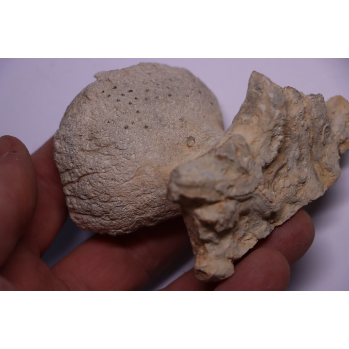 SPONGE: JEREA EXCAVATA  Senonien  Paulmy, 37 - FRANCE