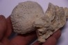 SPONGE: JEREA EXCAVATA  Senonien  Paulmy, 37 - FRANCE