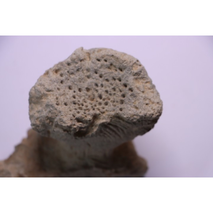 SPONGE: JEREA EXCAVATA  Senonien  Paulmy, 37 - FRANCE