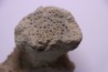 EPONGE: JEREA EXCAVATA Senonien Paulmy, 37 - FRANCE