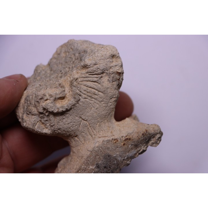 SPONGE: JEREA EXCAVATA  Senonien  Paulmy, 37 - FRANCE