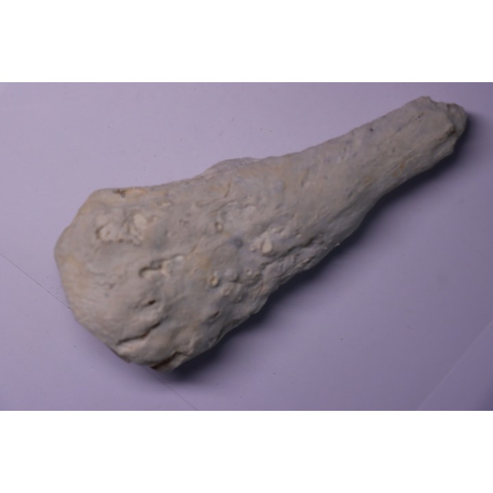 SPONGE: JEREICA MULTIFORMIS  Senonien  Paulmy, 37 - FRANCE