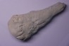SPONGE: JEREICA MULTIFORMIS Senonien Paulmy, 37 - FRANCE