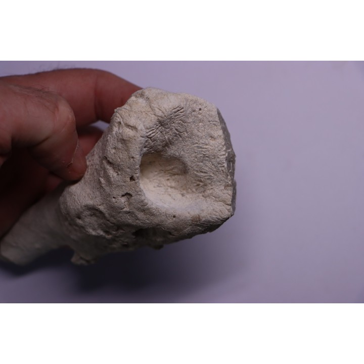 SPONGE: JEREICA MULTIFORMIS  Senonien  Paulmy, 37 - FRANCE
