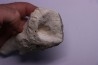 SPONGE: JEREICA MULTIFORMIS Senonien Paulmy, 37 - FRANCE