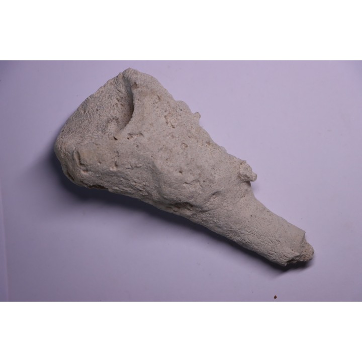 EPONGE: JEREICA MULTIFORMIS  Senonien  Paulmy, 37 - FRANCE