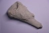 EPONGE: JEREICA MULTIFORMIS Senonien Paulmy, 37 - FRANCE