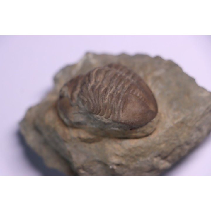 ASAPHUS EXPANSUS  ordovicien  Suede