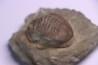 ASAPHUS EXPANSUS  ordovicien  Suede
