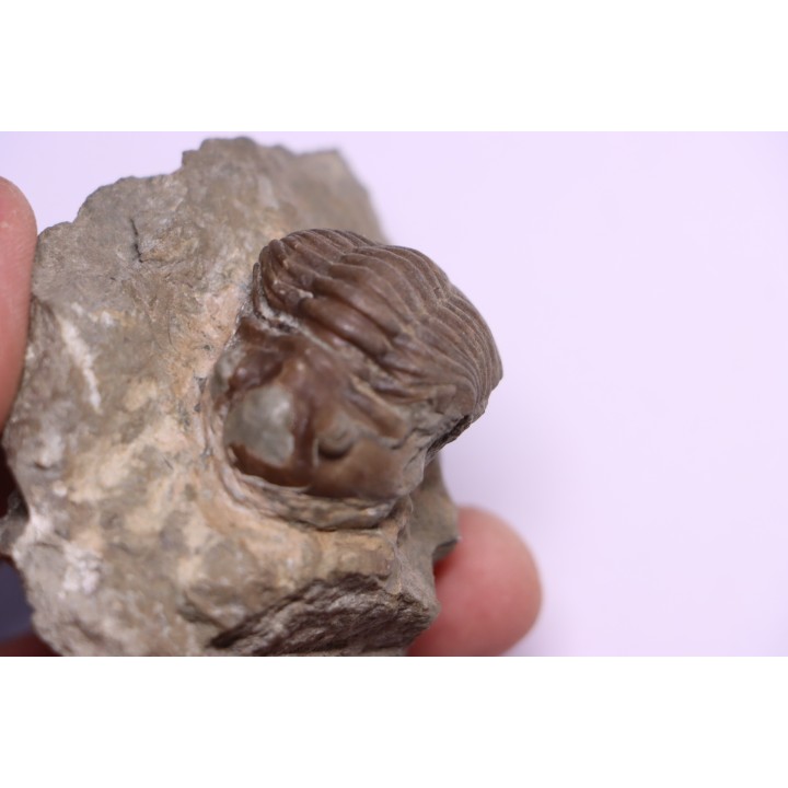 ASAPHUS EXPANSUS  ordovicien  Suede