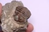 ASAPHUS EXPANSUS  ordovicien  Suede