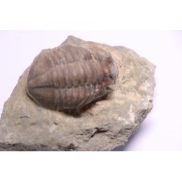 ASAPHUS EXPANSUS  ordovicien  Suede