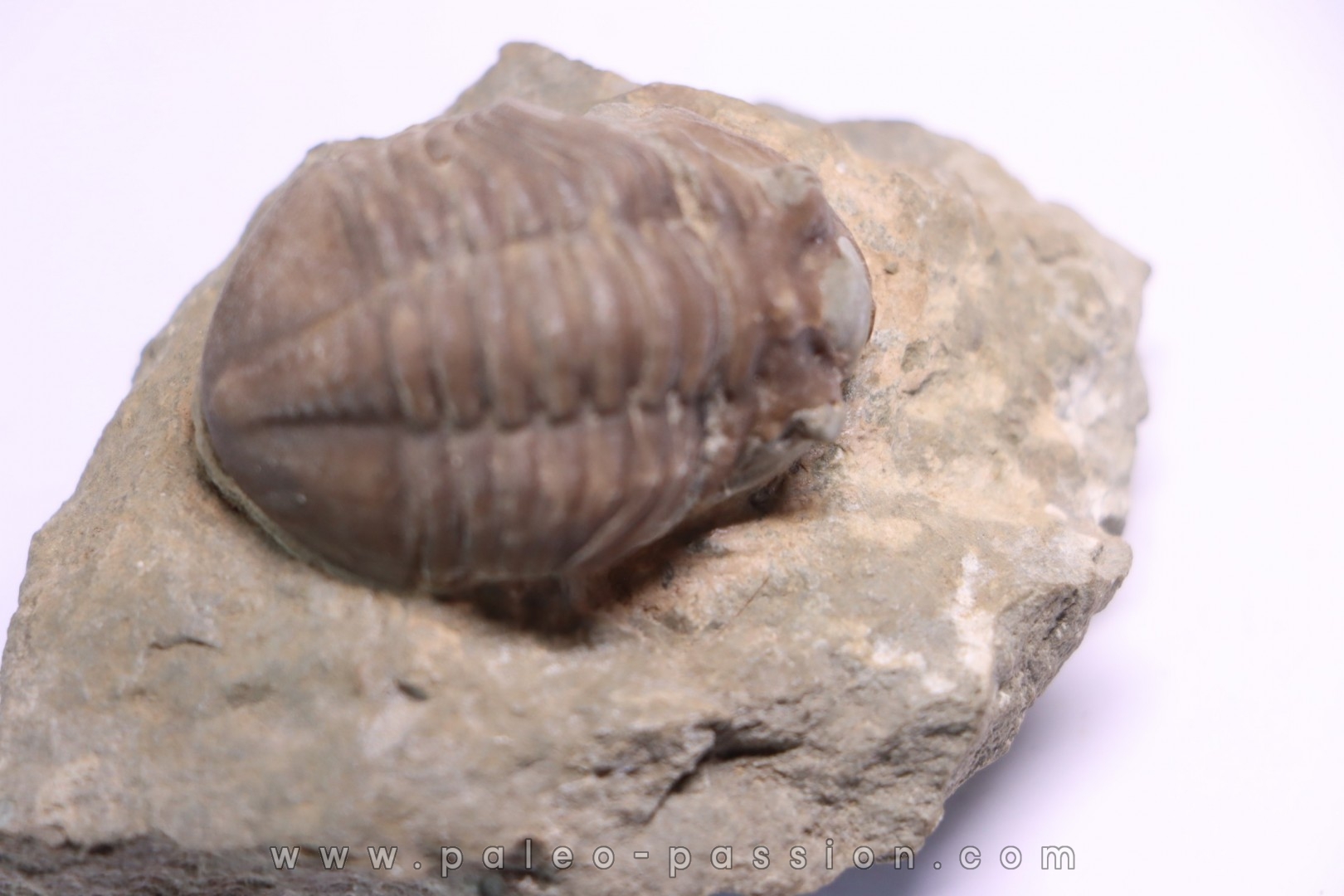 ASAPHUS EXPANSUS ordovicien Suede