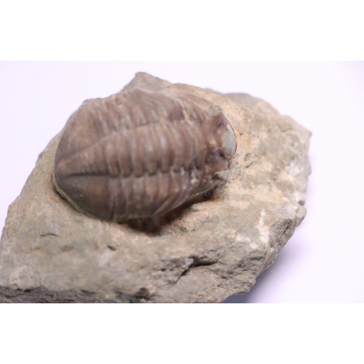 ASAPHUS EXPANSUS  ordovicien  Suede