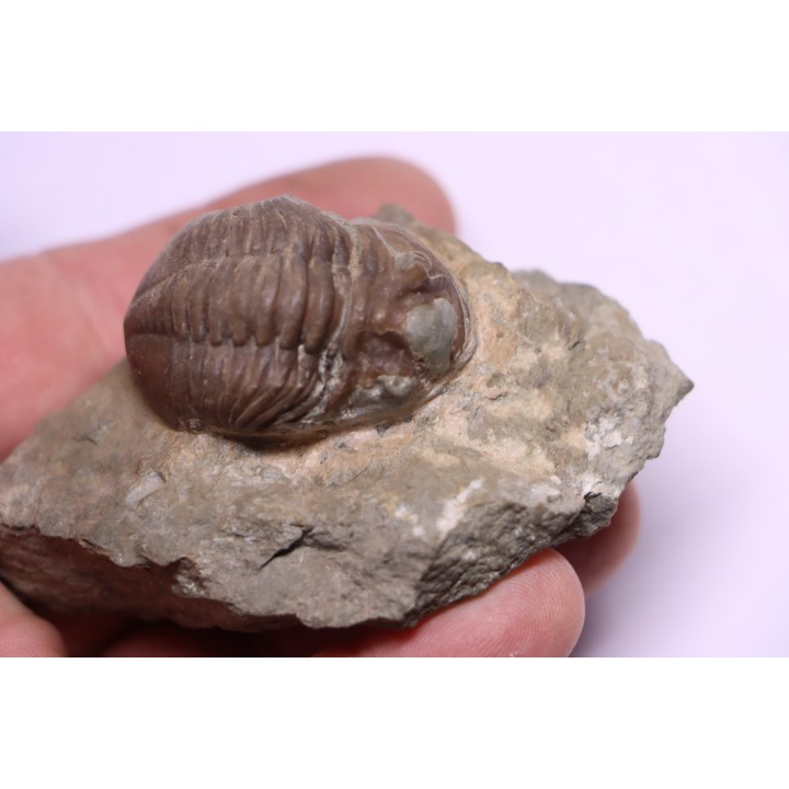 ASAPHUS EXPANSUS  ordovicien  Suede