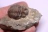 ASAPHUS EXPANSUS  ordovicien  Suede