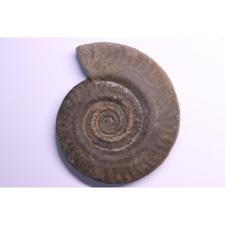 Hildoceras bifrons - toarcian - Whiby - UK