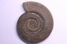 Hildoceras bifrons - toarcien - Whiby - UK