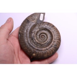 Hildoceras bifrons - toarcian - Whiby - UK