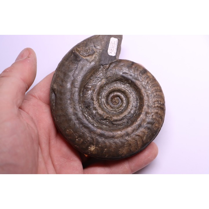 Hildoceras bifrons - toarcien - Whiby - UK