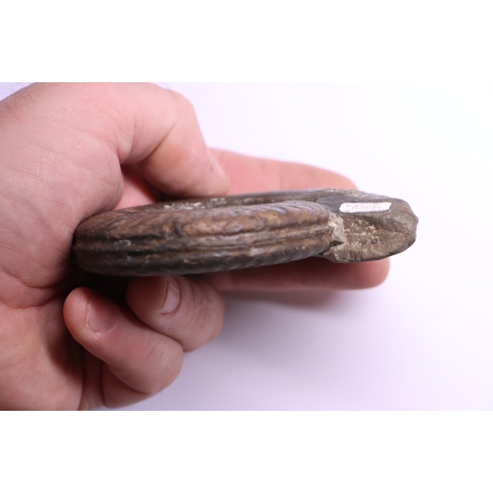 Hildoceras bifrons - toarcian - Whiby - UK