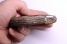 Hildoceras bifrons - toarcien - Whiby - UK