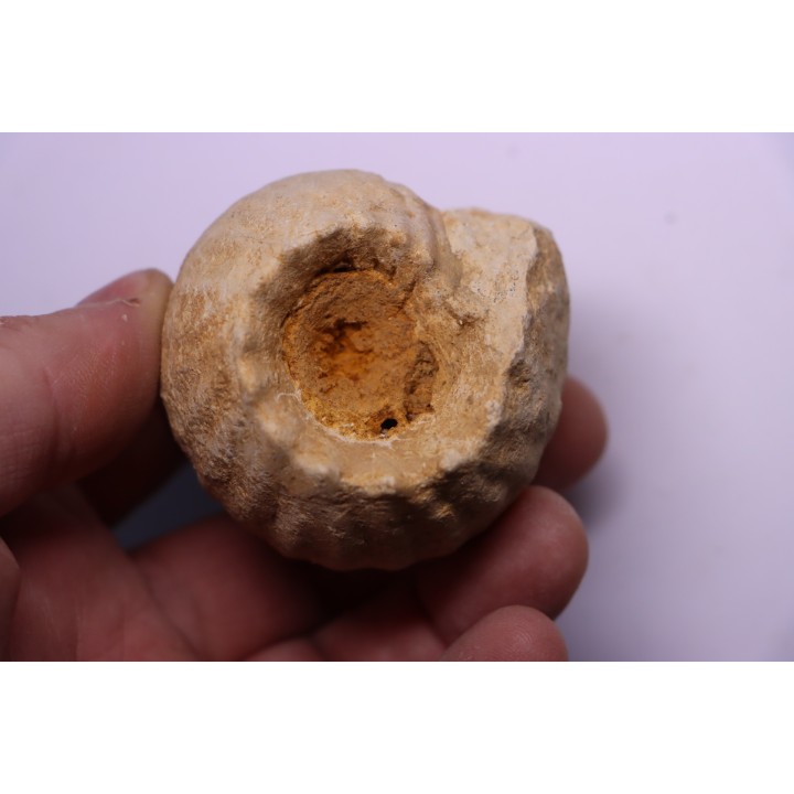 ERYMNOCERAS CORONATUM  CALLOVIEN moyen  germigny sur loire, 58 - FRANCE