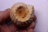 ERYMNOCERAS CORONATUM CALLOVIEN moyen germigny sur loire, 58 - FRANCE
