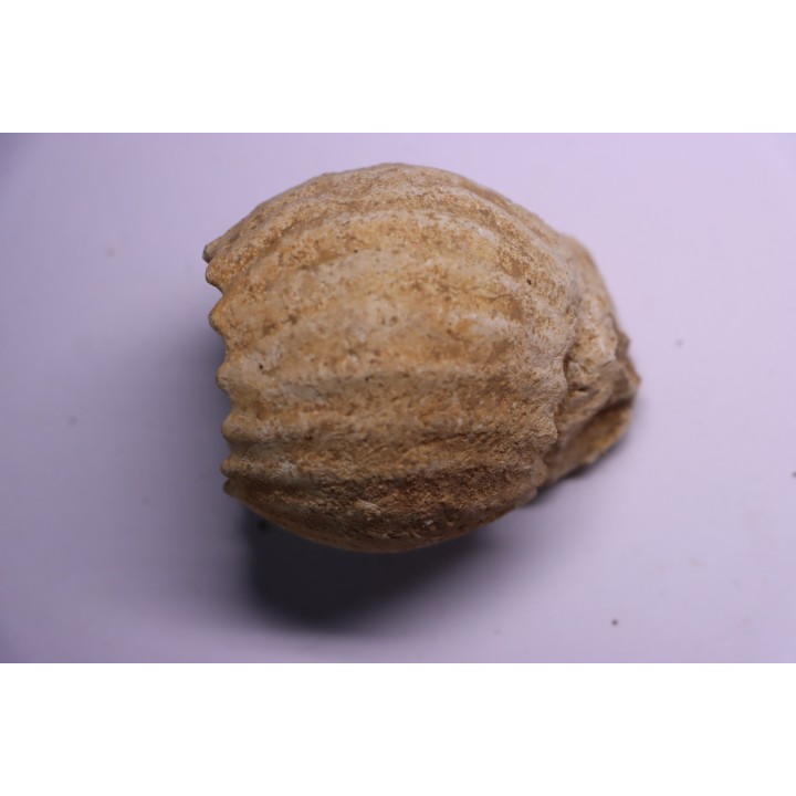 ERYMNOCERAS CORONATUM  CALLOVIEN moyen  germigny sur loire, 58 - FRANCE
