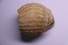 ERYMNOCERAS CORONATUM CALLOVIEN moyen germigny sur loire, 58 - FRANCE