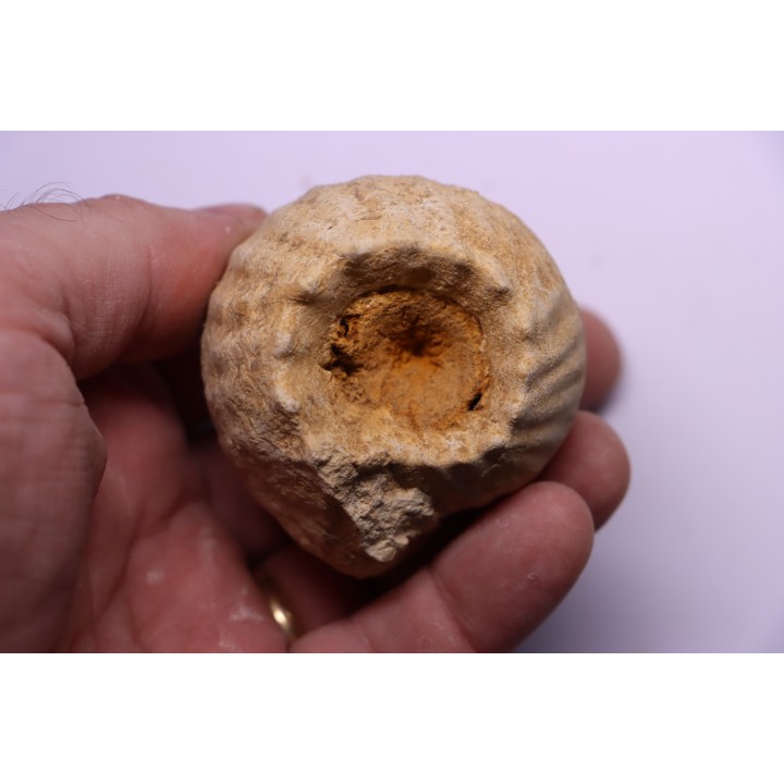 ERYMNOCERAS CORONATUM  CALLOVIEN moyen  germigny sur loire, 58 - FRANCE