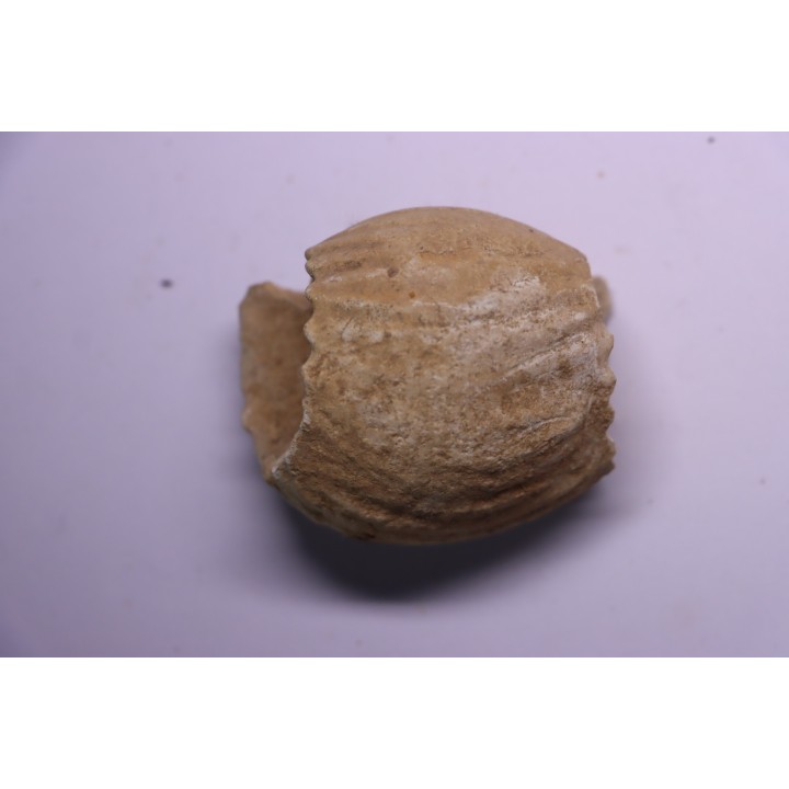 ERYMNOCERAS CORONATUM  CALLOVIEN moyen  germigny sur loire, 58 - FRANCE